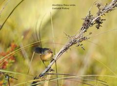 Stipiturus malachurus malachurus