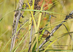 Stipiturus malachurus malachurus