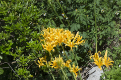 Lycoris aurea