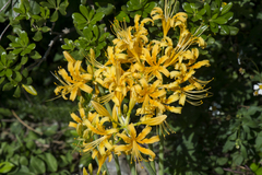 Lycoris aurea