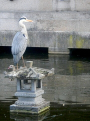 Ardea cinerea