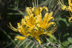 Lycoris aurea