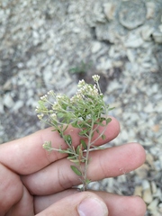 Alyssum alyssoides