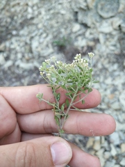 Alyssum alyssoides