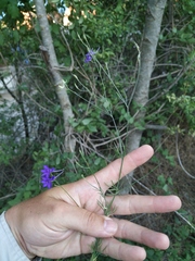 Delphinium consolida paniculatum