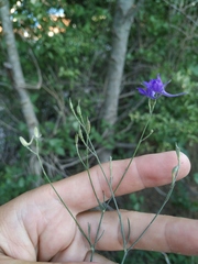Delphinium consolida paniculatum