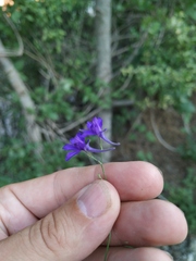 Delphinium consolida paniculatum