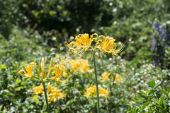 Lycoris aurea