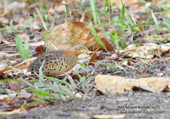 Turnix maculosus