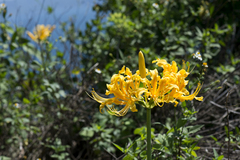 Lycoris aurea