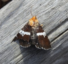 Buzara latizona