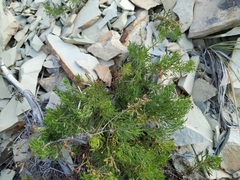 Veronica filifolia