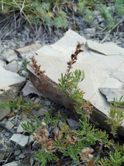 Veronica multifida