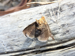 Buzara latizona