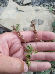 Veronica multifida
