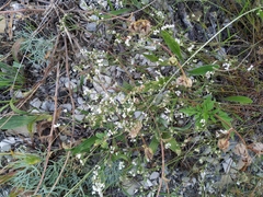 Asperula supina