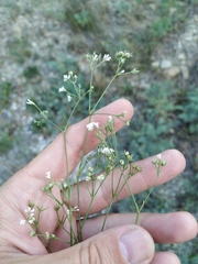 Asperula supina