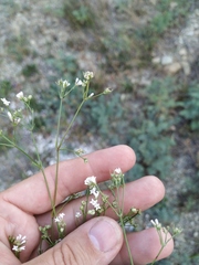 Asperula supina