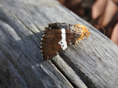 Buzara latizona