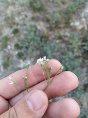 Asperula supina