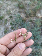 Asperula supina