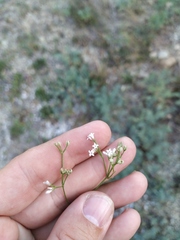 Asperula supina