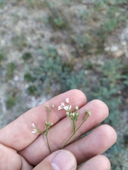 Asperula supina