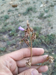 Campanula komarovii