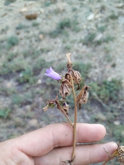 Campanula komarovii