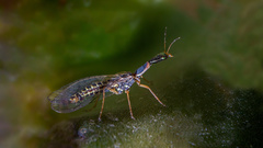 Xanthostigma xanthostigma