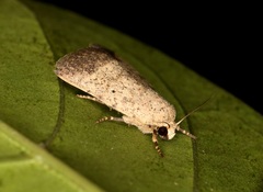 Athetis terminata