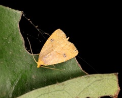 Rivula inconspicua