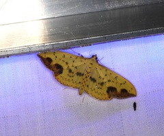 Botyodes principalis