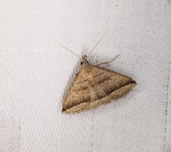 Lysimelia neleusalis