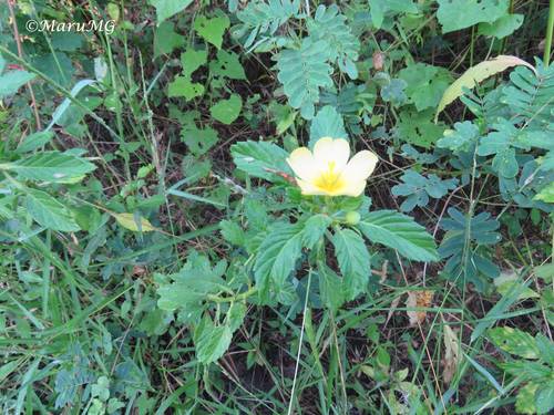 Malvón (Malvastrum coromandelianum)