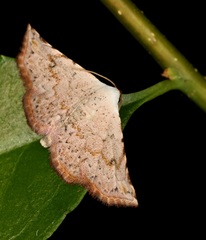 Eublemma rufiplaga