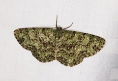 Ophthalmitis herbidaria