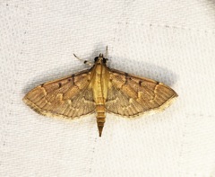 Herpetogramma rudis