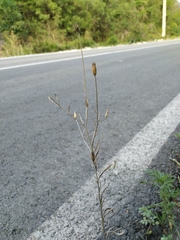 Xeranthemum cylindraceum