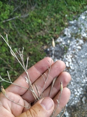 Xeranthemum cylindraceum