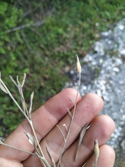 Xeranthemum cylindraceum