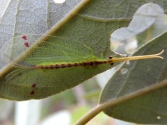 Norfolius howensis