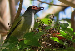 Australasian Figbird photo 5