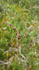 Luzula densiflora