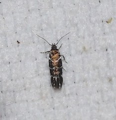 Stagmatophora argyrostrepta
