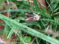 Actinotia intermediata