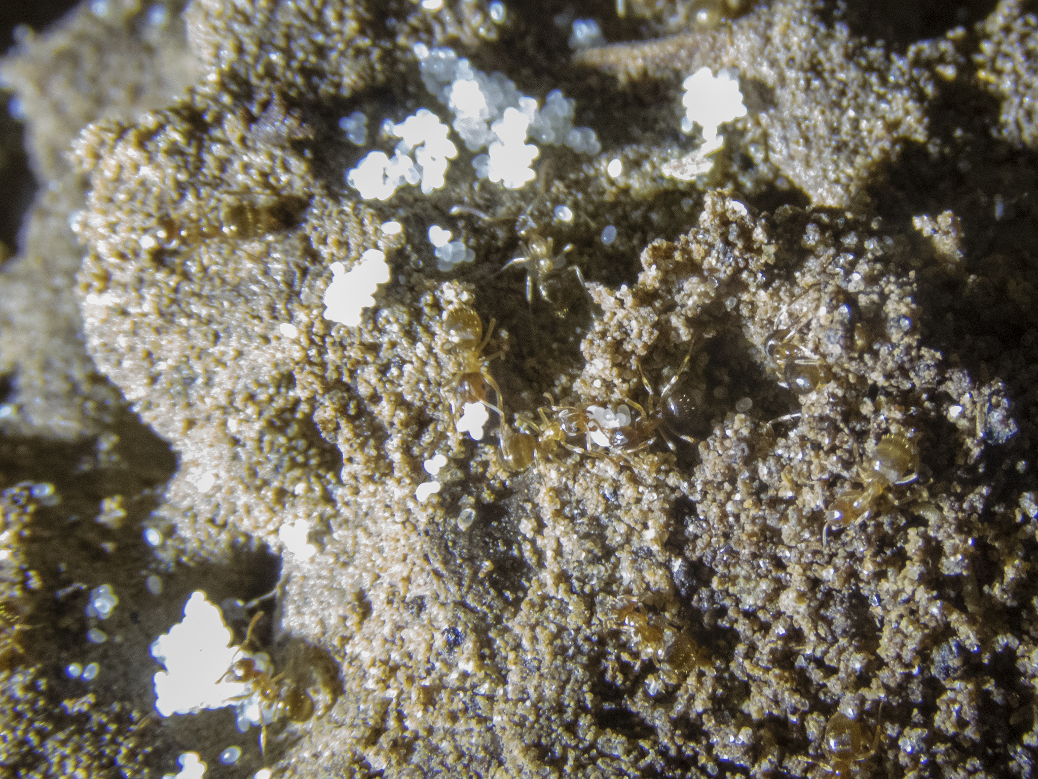 Prolasius advena