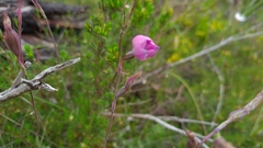 Thelymitra × irregularis
