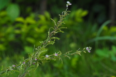 Pleurolobus gangeticus