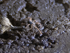 Eriorhynchidae
